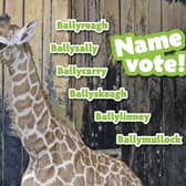 Residents are being asked to vote for the giraffe's name. (Belfast Zoo).