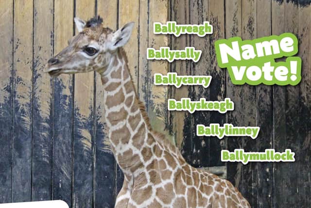 Residents are being asked to vote for the giraffe's name. (Belfast Zoo).