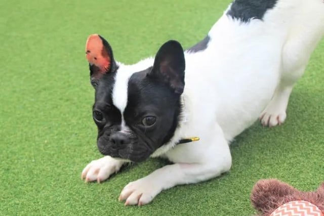 Frank is a one year old French Bulldog. He has little known history, so it would be best if he was rehomed to an adult only home or a family with older children (13+). He gets on well with other dogs at the rehoming centre so if meets are successful, he could live with another settled dog. Frank has a minor medical issue that requires a soft diet, which can be discussed with the Adoption Team further. Once Frank has fully recovered, he will need some help with his training. A secure garden will be perfect for Frank to play.