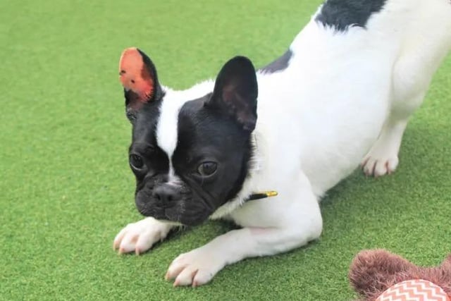 Frank is a one year old French Bulldog.  He has little known history, so it would be best if he was rehomed to an adult only home or a family with older children (13+). He gets on well with other dogs at the rehoming centre so if meets are successful, he could live with another settled dog. Frank has a minor medical issue that requires a soft diet, which can be discussed with the Adoption Team further.  Once Frank has fully recovered, he will need some help with his training.  A secure garden will be perfect for Frank to play.