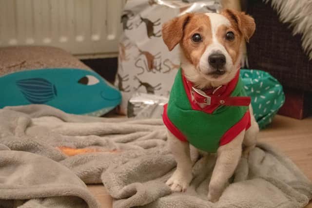 There are lots of dog-friendly Santa Paws Christmas events across Northern Ireland. Picture: marieke koenders on Unsplash