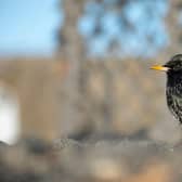 European starling, adult perched.
