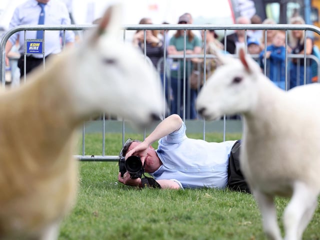 Going to extraordinary lengths to get a winning portrait of the champion sheep.