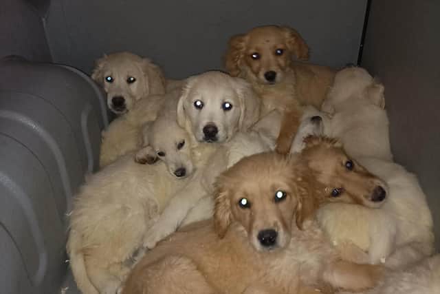 Some of the young dogs rescued in the multi-agency crackdown against illegal puppy trafficking.