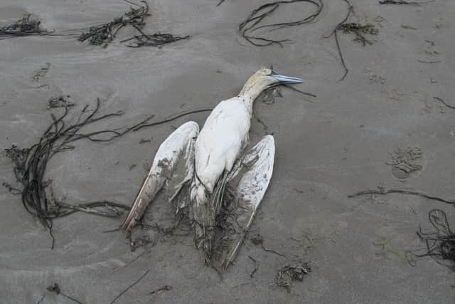 A dead seabird discovered by volunteers during their clean up