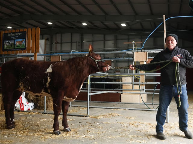Dominic Dorman from Dungannon with his Beef Shorthorn.