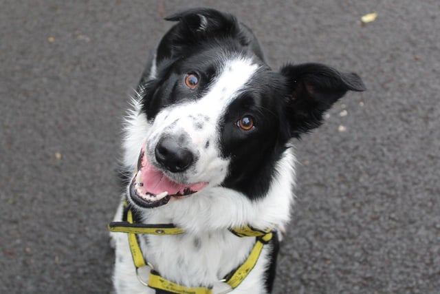 Bob is a very strong boy on lead and gets very excitable about passing cars, so would need to be walked in areas where there is no passing traffic.  The Dogs Trust behavioural team are working with Bob to help with this. Bob loves his food and is very bouncy and playful; he is very friendly when he meets people and dogs. When in the home Bob loves nothing more than chilling and when not playing with the foster carers he is very happy to just relax in the garden and watch the world go by.