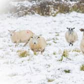 A yellow weather warning for snow is in place across all of Northern Ireland. Picture: Steven McAuley / McAuley Multimedia