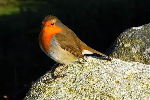 ​A little robin perfectly captured.