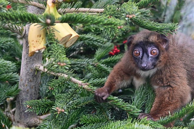 This is fun! Lemurs enjoying the Christmas trees donated to Belfast Zoo.