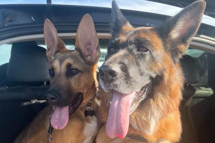 Alison Johnston writes: "Marla from Almost Home Animal Rescue NI and Arthur from Just Like Home Rescues have definitely reduced our bank balances, but have increased our daily number of steps and give us unconditional loyalty! Big up the rescue dog (and the wonderful charities who work with them)!"