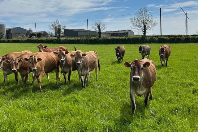 The Howard family run Littlebridge Farm Fresh just outside Coagh. Their 90-cow Jersey dairy farm is milked using a Lely robot, and they also operate a farm shop offering their own produce alongside other locally sourced goods- including fresh Jersey milk from their milk vending machine. Highlights visitors can enjoy are live robotic milking demonstrations, farm tours, children’s activities, and milkshakes, ice cream, and BBQ food using home-reared meats (charges apply).