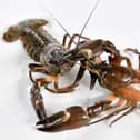 The public are asked to report any sightings of non-native invasive species such as American signal crayfish on: https://www2.habitas.org.uk/records/ISI
Photo submitted by: DAERA