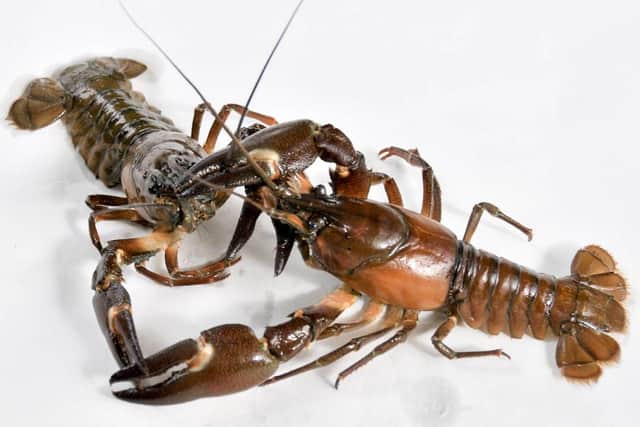 The public are asked to report any sightings of non-native invasive species such as American signal crayfish on: https://www2.habitas.org.uk/records/ISI
Photo submitted by: DAERA