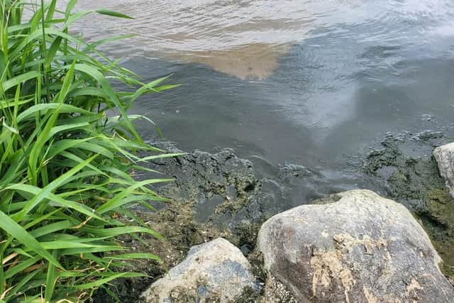 Disgusting and smelly sludge slapping against the south shore of Lough Neagh at Oxford Island, a Nature Reserve owned and managed by Armagh, Banbridge and Craigavon Council.