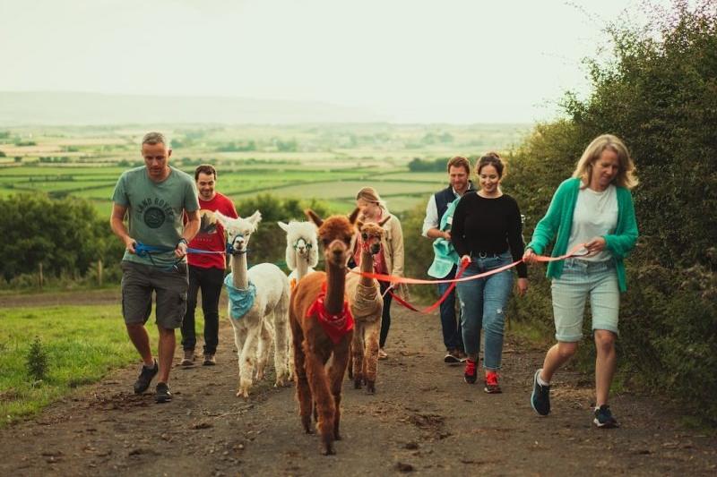 Trekking with alpacas and llamas in Northern Ireland. Here's where you can do it