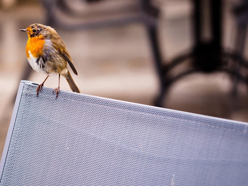 A visitor to the event at Antrim Castle Gardens.