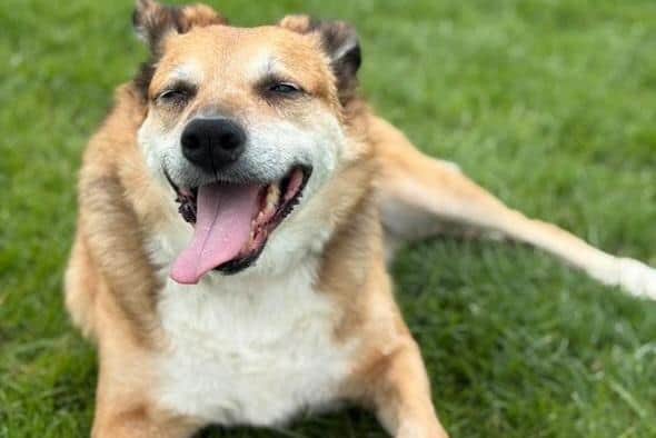 Jill relaxing as she enjoys her day at the doggy park.