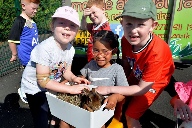 St John the Baptist Primary School  junior pupils enjoyed petting the rabbits from Phil's Farm which brought a variety of animals to the school fun day. PT25-214.