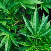 A man and woman have been sentenced after admitting the cultivation of cannabis. Picture: unsplash (stock image).