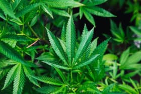 A man and woman have been sentenced after admitting the cultivation of cannabis. Picture: unsplash (stock image).