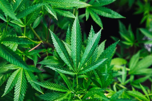 A man and woman have been sentenced after admitting the cultivation of cannabis. Picture: unsplash (stock image).