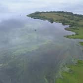 Toxic blue green algae in Lough Neagh.