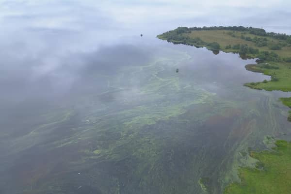 Toxic blue green algae in Lough Neagh.