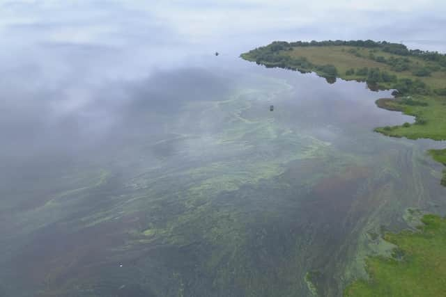 Toxic blue green algae in Lough Neagh.