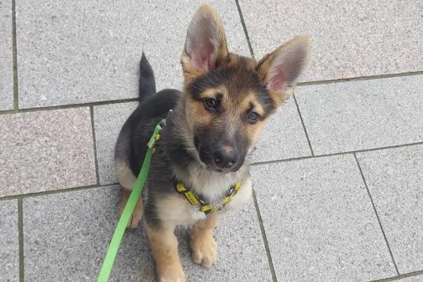 Mars is a super handsome and friendly 3 month old German Shepherd cross puppy looking for his forever home. He is brilliantly clever and already knows how to sit on cue, knows down with lure, knows his name and will recall to it. Mars is very good on lead, doesn't pull and is working on his loose lead walking. He will need a home that will keep his mind active as well as his body because he loves a training session! Mars currently lives with two adult dogs that he loves to play with and take their lead so he would be available to home with another canine companion pending successful meets.