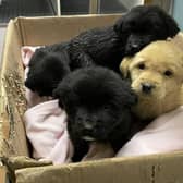 The four little pups were rescued by a member of the public. Picture: Mid Ulster Rehoming Centre for Dogs