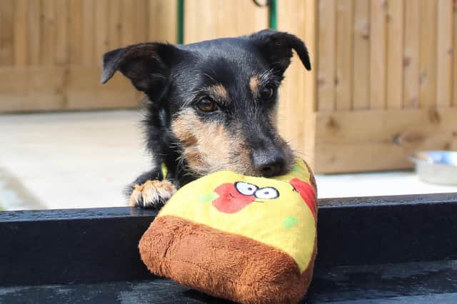 Max's favourite pastime, playing with toys. Credit Dogs Trust Ballymena