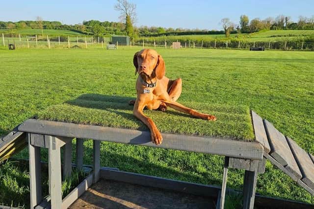 Unleashed Dog Adventure Park has become a vital facility for local dog lovers. Pic credit: Unleased