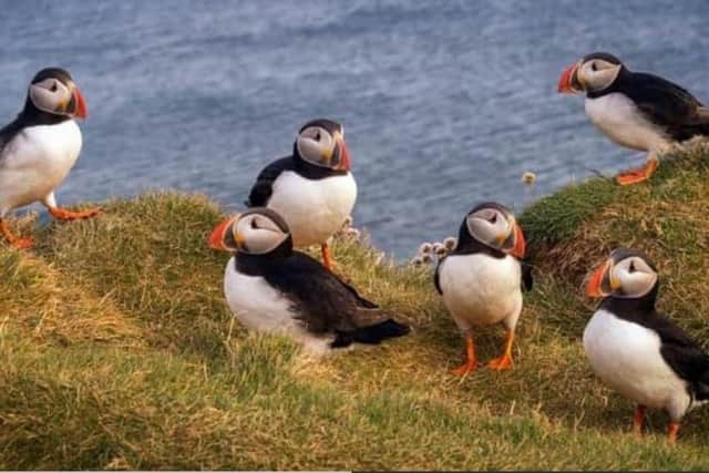 “In just a few days one adult ferret managed to kill 27 adult birds, just by gaining access to a puffin colony,” members of Causeway Coast and Glens Council heard. CREDIT NEWS LETTER