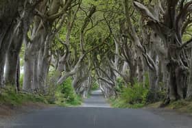 Causeway Coast and Glens Heritage Trust has been announced as a new custodian for the Dark Hedges site and will lead vital work to oversee its future. CREDIT COLIN PARK