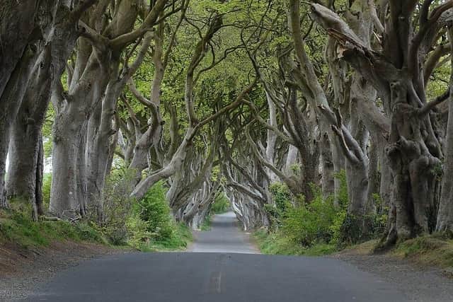 Causeway Coast and Glens Heritage Trust has been announced as a new custodian for the Dark Hedges site and will lead vital work to oversee its future. CREDIT COLIN PARK