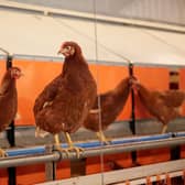 RSPCA Assured hens have space to move and places to perch