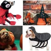 Halloween pet costumes