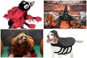 Halloween pet costumes