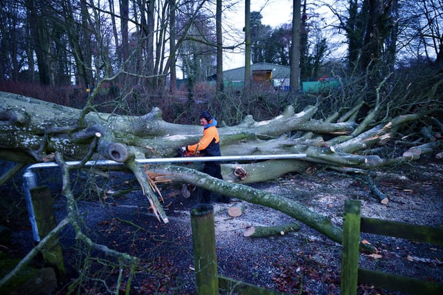 Workers at Massereene Golf Club begin clearing away a fallen tree on the Lough Road, Antrim on Monday morning.