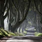 Essential public safety works, including removal and remedial works, to a number of trees at The Dark Hedges on Bregagh Road, Armoy will start on Monday 20 November, the Department for Infrastructure has said. Credit NI World