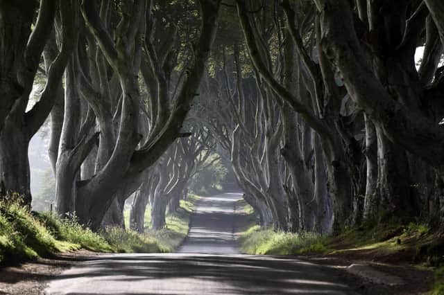Essential public safety works, including removal and remedial works, to a number of trees at The Dark Hedges on Bregagh Road, Armoy will start on Monday 20 November, the Department for Infrastructure has said. Credit NI World