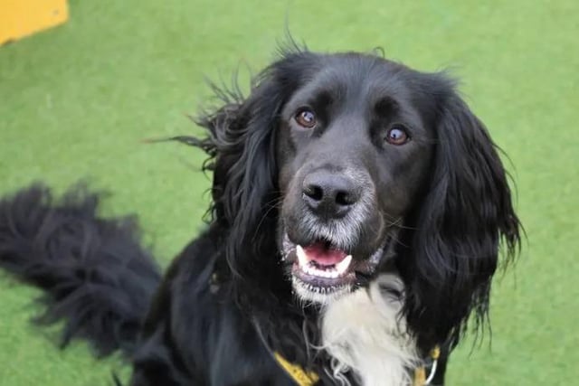 Mo is a handsome 1 year old Springer/Cocker cross. He is a super boy, and a typical Spaniel with his funny antics and love for the great outdoors. Mo will need an adult only home that will be willing to work alongside the centre's Training and Behaviour Team to ensure the correct measures are taken to manage his guarding behaviours in the home. Mo has lived with cats successfully in the past, and so may be able to share his new home with dog-savvy cats if properly introduced and managed. He may also be able to share his home with another dog pending successful meets at the centre as he has been brilliant with other dogs while in its care.