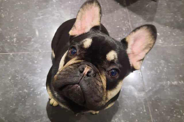 'Marshmallow' the French Bulldog - stolen from his home in Lurgan, Co Armagh. The PSNI has issued an alert to trace the dog and the thieves.