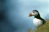 Puffin Fratercula arctica, on grass, Rathlin Island.