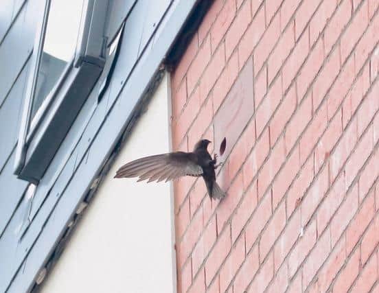 A swift looks for a new nest site. Photo: William Smiton