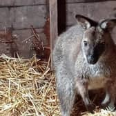 An urgent, last ditch attempt has been made to find the owners of this wandering wallaby. Pic credit: Drennan's Equestrian Centre