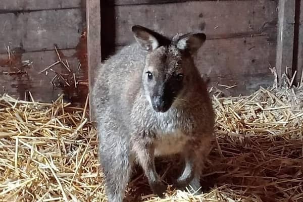 An urgent, last ditch attempt has been made to find the owners of this wandering wallaby. Pic credit: Drennan's Equestrian Centre