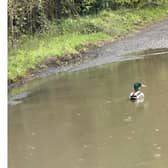 Councillor Keith Ratcliffe shared this picture of a duck swimming in large pothole.