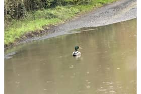 Councillor Keith Ratcliffe shared this picture of a duck swimming in large pothole.